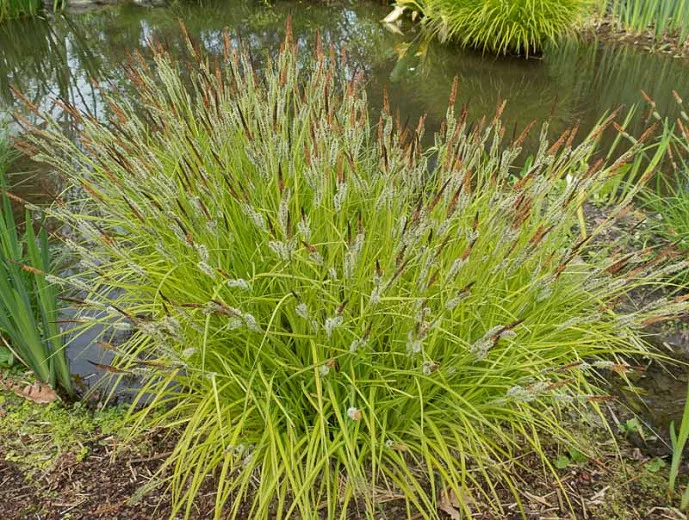 Carex elata 'Aurea' (Bowles 'Golden Sedge)