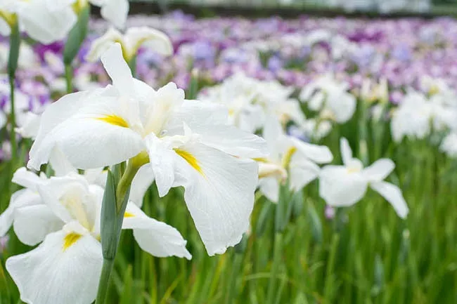 Iris ensata 'Alpine Majesty' (japonský Iris)