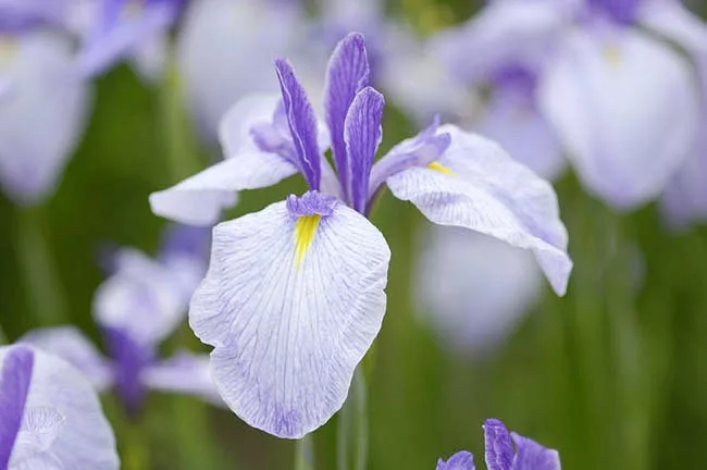 Iris ensata 'Returning Tide' (japonský Iris)