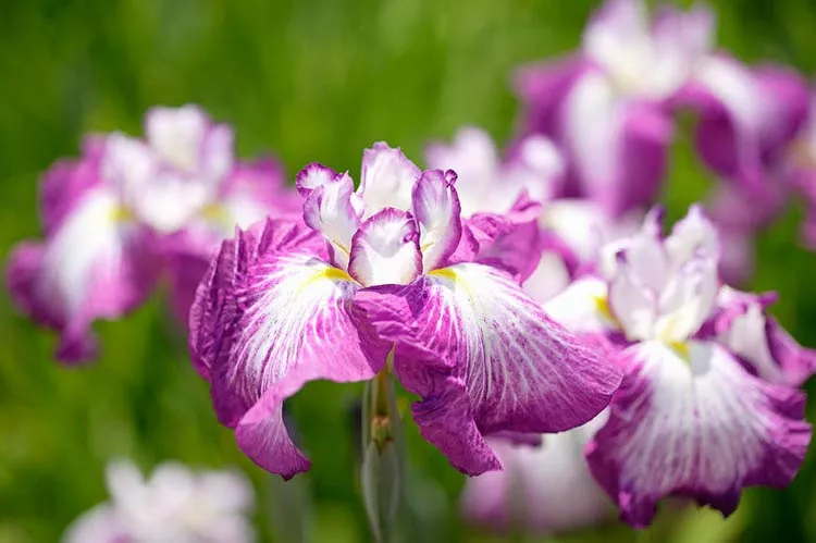 Iris ensata 'Agripinella' (japonský kosatec)