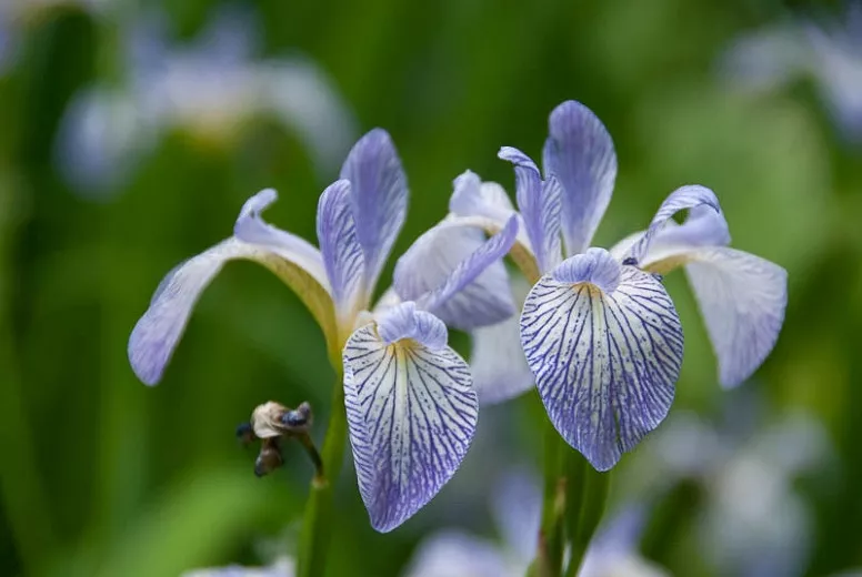 Iris versicolor „Whodunit“ (Modrá vlajka)