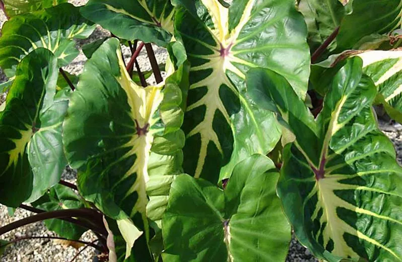 Colocasia esculenta „Biela láva“ (Taro)
