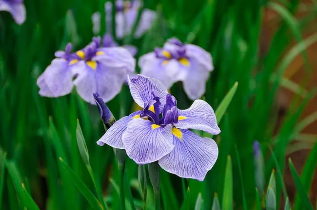 Iris ensata 'Blue Spritz' (japonský kosatec)