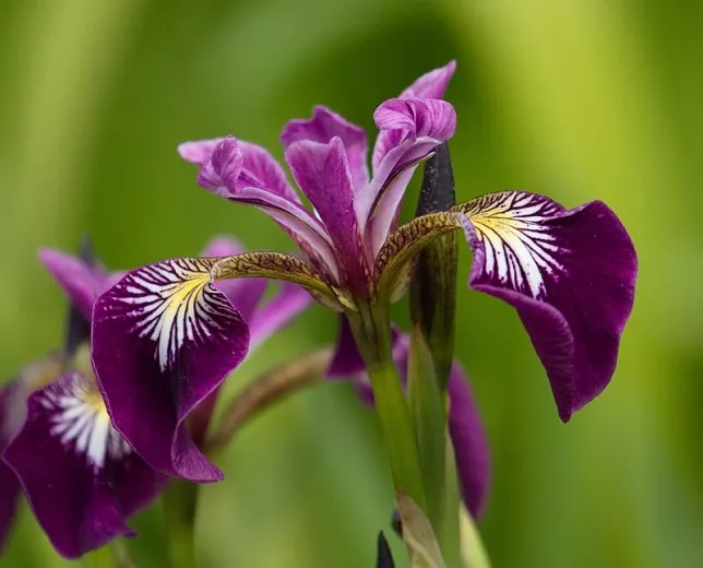 Iris versicolor 'Kermesina' (Modrá vlajka)