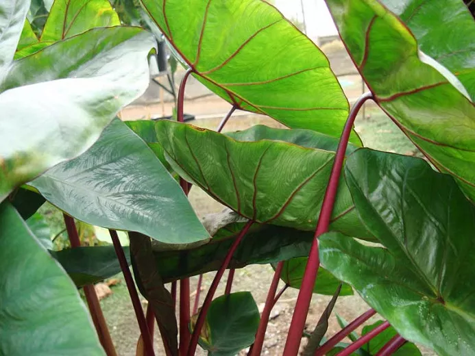 Colocasia esculenta 'Havaiian Punch' (Taro)