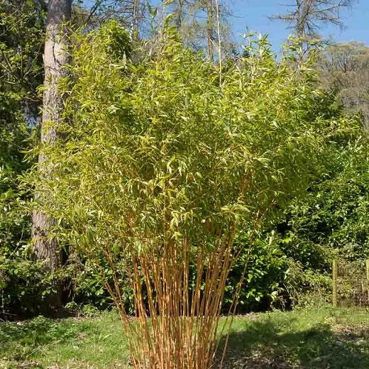 Phyllostachys bambusoides 'Holochrysa' (celozlatý bambus)