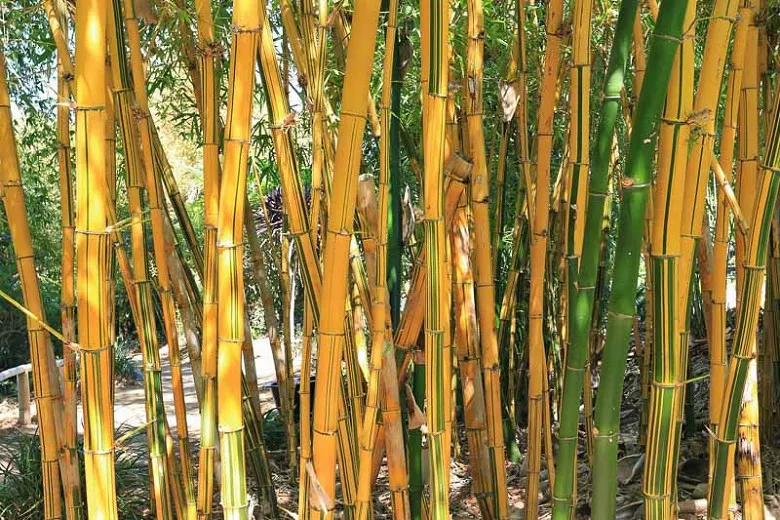 Bambusa vulgaris 'Vittata' (塗装竹)