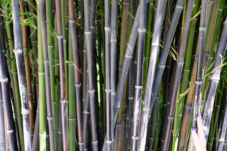 Phyllostachys nigra (čierny bambus)