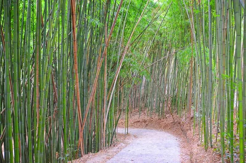 Phyllostachys bambusoides (japonský drevený bambus)