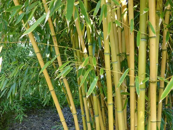 Phyllostachys aureosulcata f. aureocaulis (bambus žltý háj)
