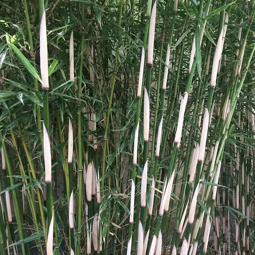 Fargesia robusta 'Campbell' (bambus)
