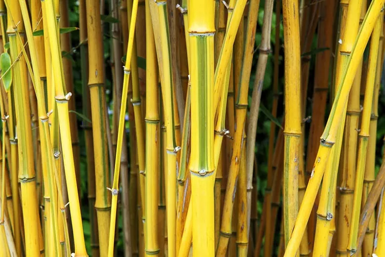Phyllostachys aureosulcata f. showy (Showy Yellow Grove Bamboo)