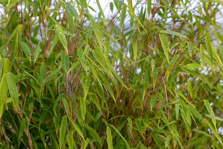 Fargesia murielae (bambusový dáždnik)