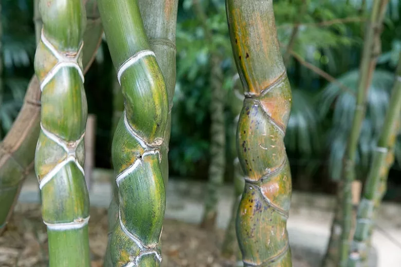 Phyllostachys edulis 'Heterocycla' (bambus z panciera korytnačky)