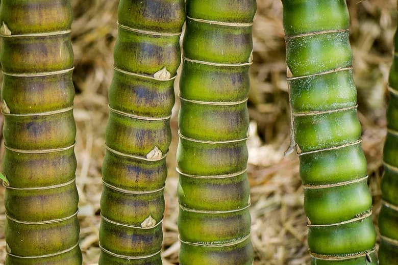 Bambusa vulgaris 'Wamin' (ドワーフ ブッダ ベリー バンブー)