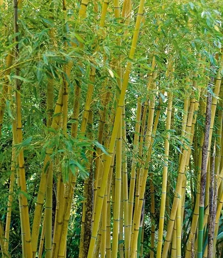 Phyllostachys aurea (bambus rybieho póla)