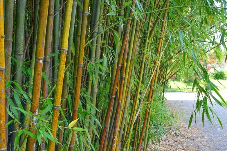 Phyllostachys viridiglaucescens (zelenozelený bambus)
