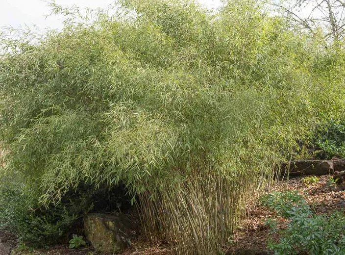 Fargesia nitida (Bambus čínskej fontány)