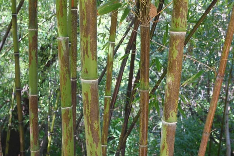 Phyllostachys nigra 'Boryana' (tigrovaný bambus)