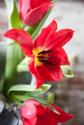Tulipa 'Pretty Woman'(백합꽃이 핀 튤립)