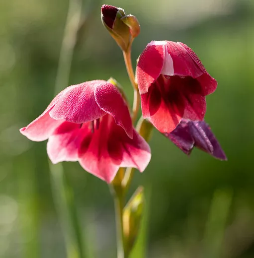 Gladiolus papilio 'Ruby' (motýľ mečík)