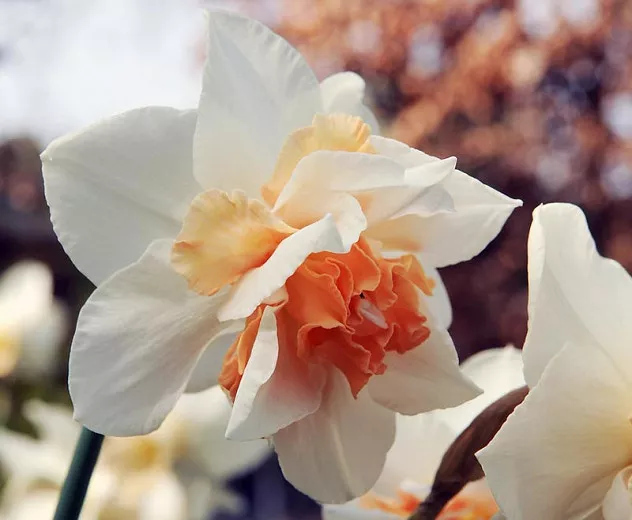 Narcis 'Replete' (Dvojitý narcis)
