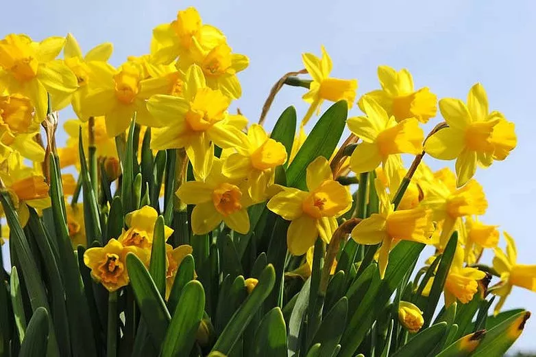 Narcis „Beast to Breast“ (Cyclamineus Daffodil)