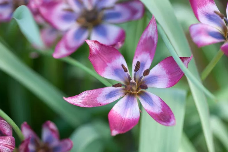 Tulipa 'Little Beauty' (botanický tulipán)
