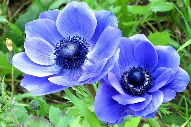 Anemone coronaria 'Blue Poppy