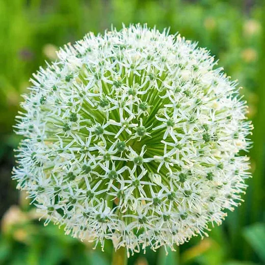 Allium Stipitatum 'White Giant' (観賞用タマネギ)