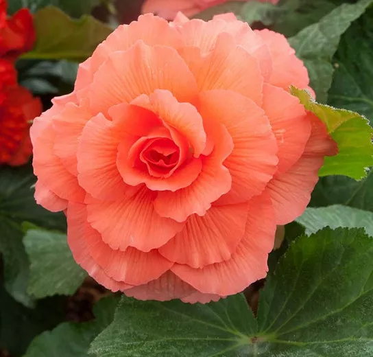 Begonia 'Roseform Peach