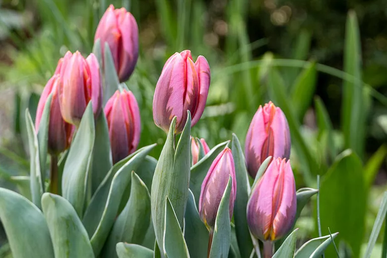 Tulipa 'Pretty Princess' (Triumph Tulip)