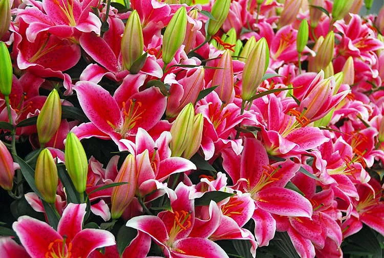 Lilium 'Starlight Express' (Oriental Lily)