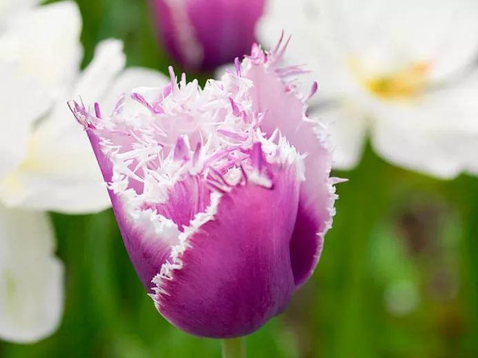 Tulipa 'Cummins' (tulipán lemovaný)
