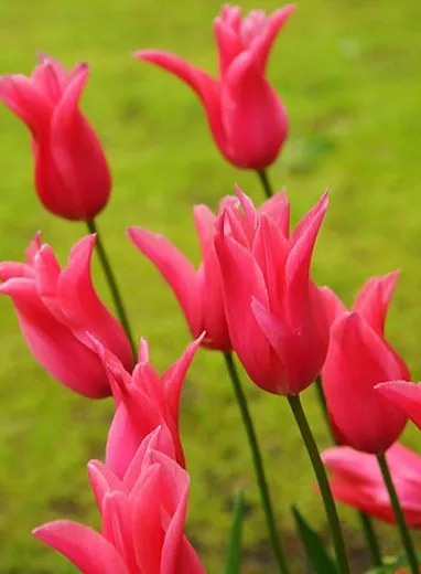 Tulipa 'Jacqueline'(백합 꽃 튤립)