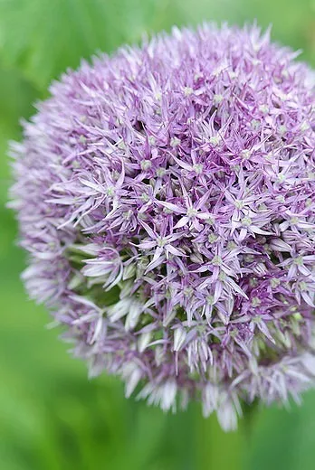 Allium „guľatá a fialová“ (okrasná cibuľa)