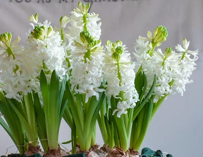 Holandský hyacint „Biela perla“