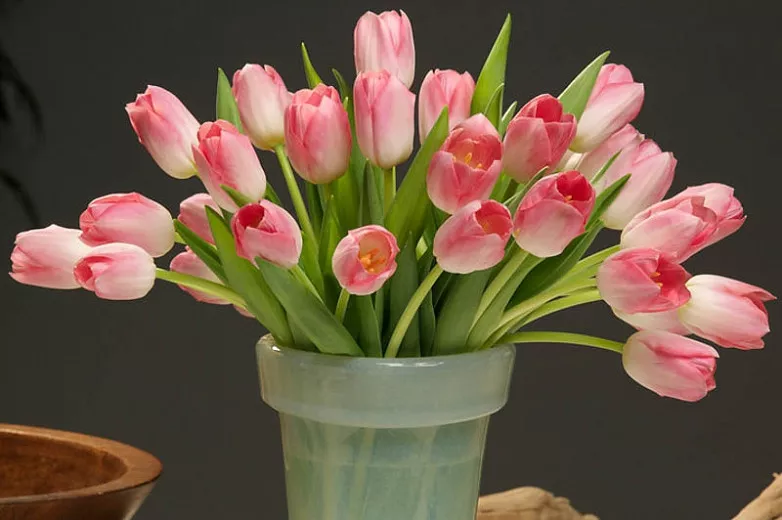 Tulipa 'Dynastia' (tulipan triumfalny)