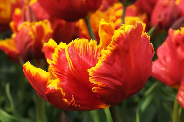 Tulipa 'Bright Parrot' (Papagájový tulipán)