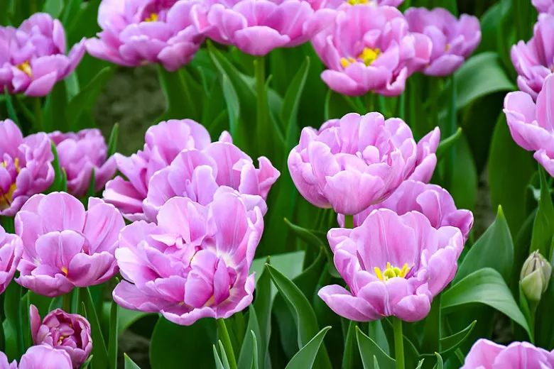 Tulipa 'Negrita Double' (Dvojitý neskorý tulipán)