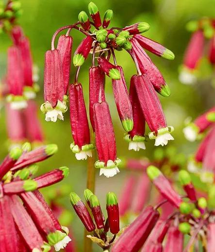 Dichelostemma ida-maia (kvetina petardy)