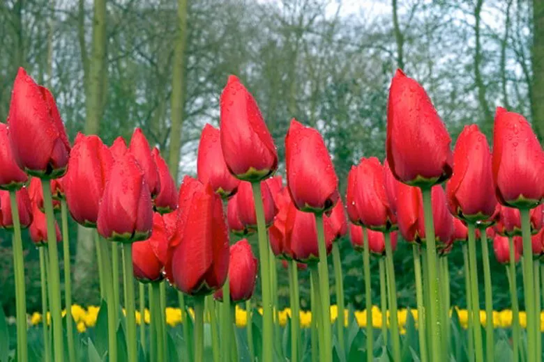 Tulipa „Červený cisár“ (Fosteriana Tulip)