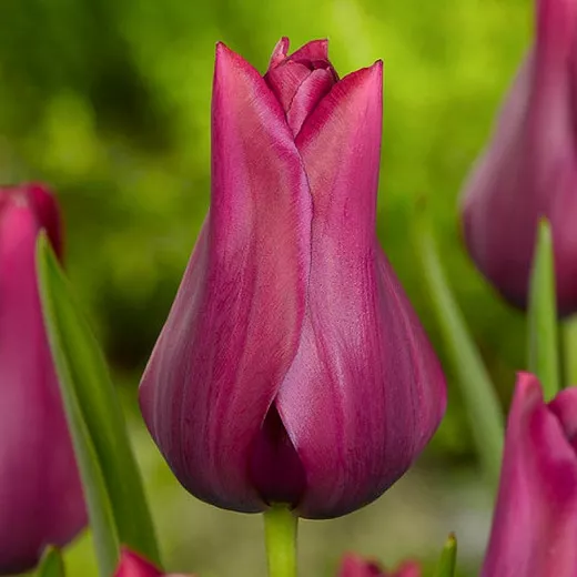 Tulipa 'Merlot' (tulipán ľaliový)