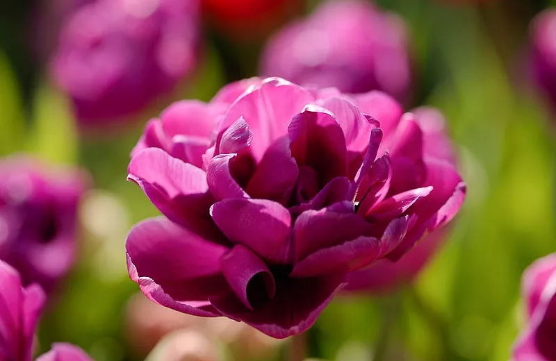 Tulipa 'Purple Jacket' (Tulipe Double Tardive)