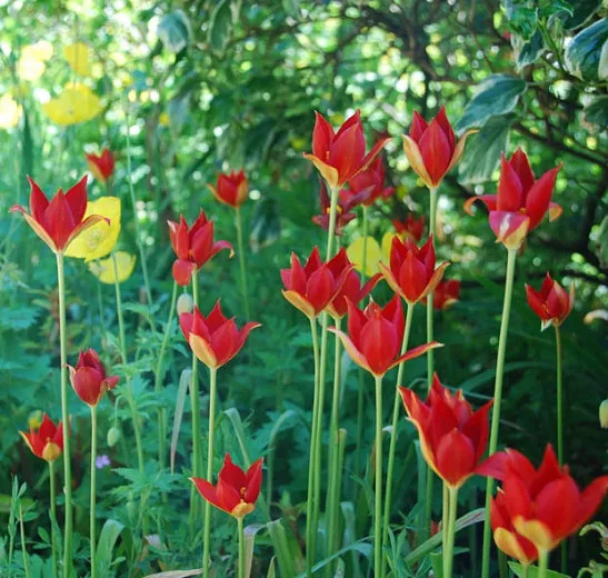 Tulipa sprengeri (Sprenger Tulipán)