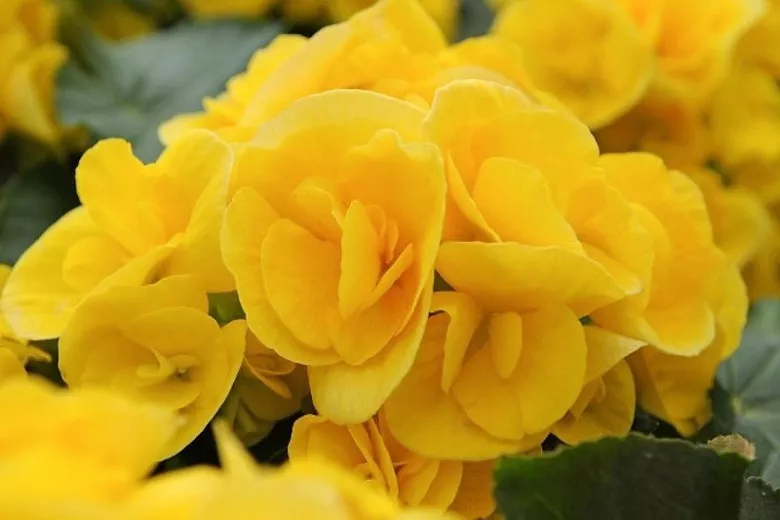 Begonia 'Nonstop Yellow