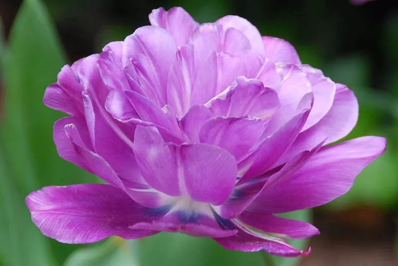 Tulipa 'Blue Spectacle' (Dvojitý neskorý tulipán)