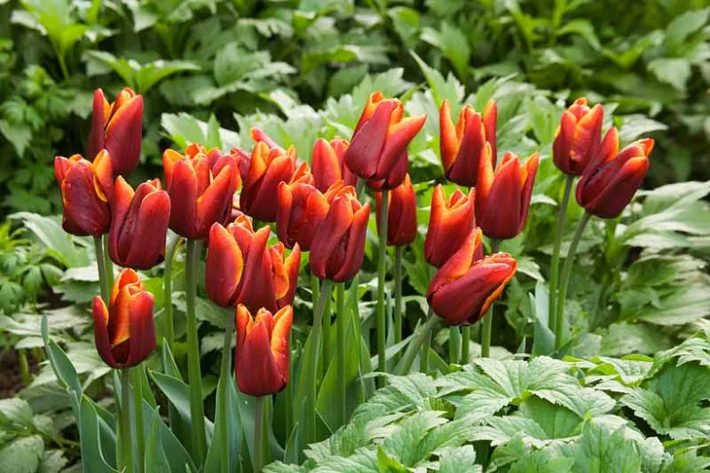 Tulipa 'Abu Hassan' (Triumph Tulip)