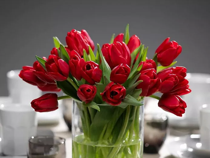 Tulipa 'Ile de France' (トライアンフ チューリップ)