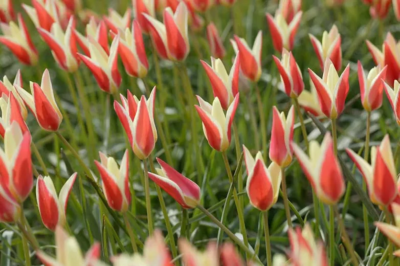 Tulipa clusiana 'Cynthia' (botanický tulipán)